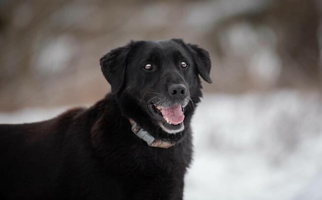 Portos - łagodny, przyjazny psiak w typie labka