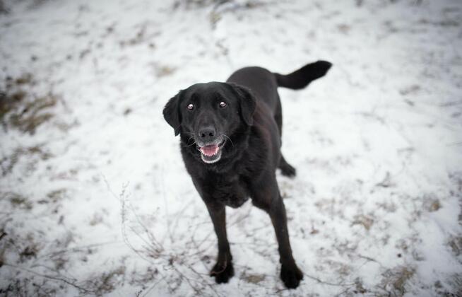 Portos - łagodny, przyjazny psiak w typie labka