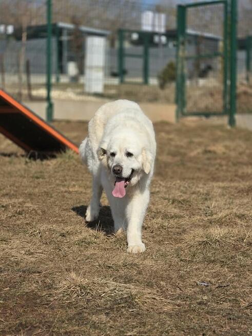 Tatra szuka domku tymczasowego lub stałego!