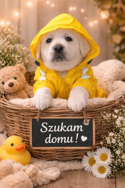 Labrador retriever wspaniałej budowy po ojcu pochodzenia FCI