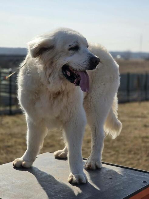 Tatra szuka domku tymczasowego lub stałego!