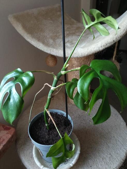 Philodendrony, filodendrony i nie tylko...