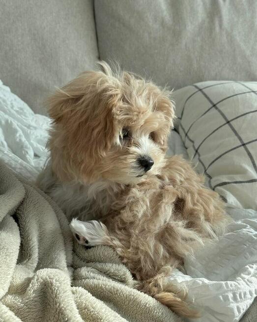 Szczeniak maltipoo, samiec i samica do adopcji