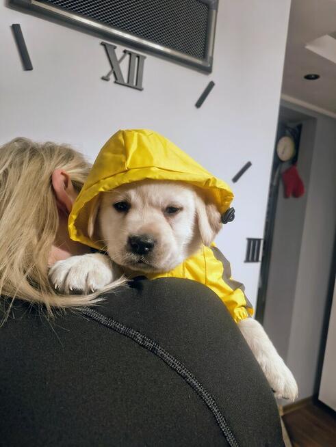 Labrador retriever wspaniałej budowy po ojcu pochodzenia FCI