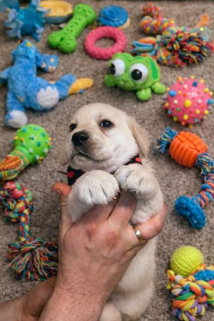 Labrador retriever wspaniałej budowy po ojcu pochodzenia FCI