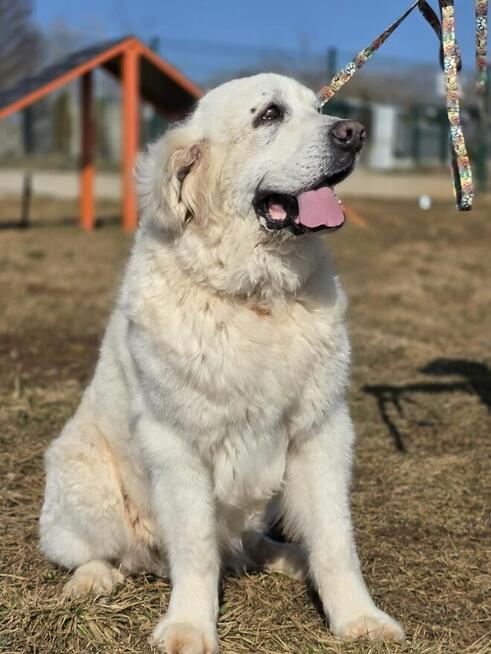 Tatra szuka domku tymczasowego lub stałego!