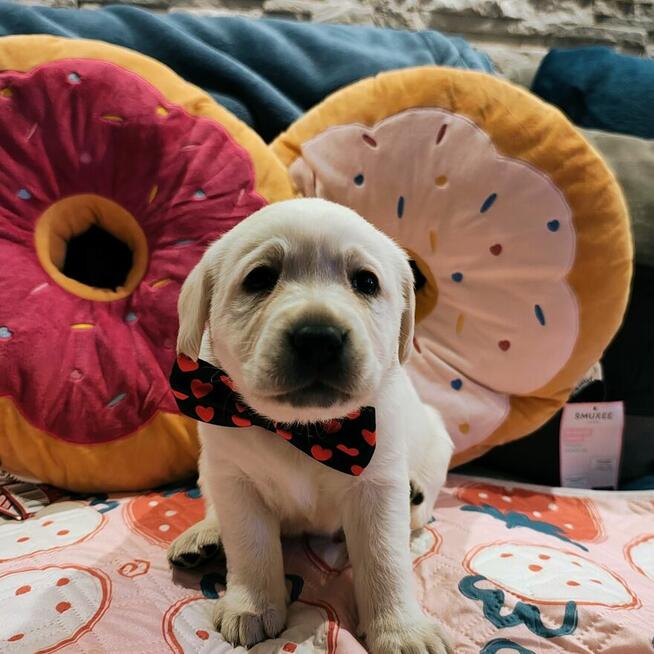 Labrador retriever wspaniałej budowy po ojcu pochodzenia FCI