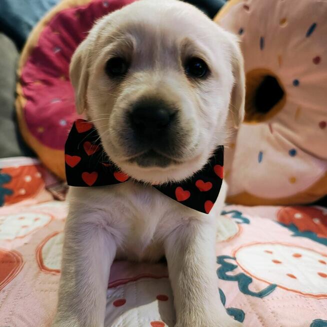 Labrador retriever wspaniałej budowy po ojcu pochodzenia FCI