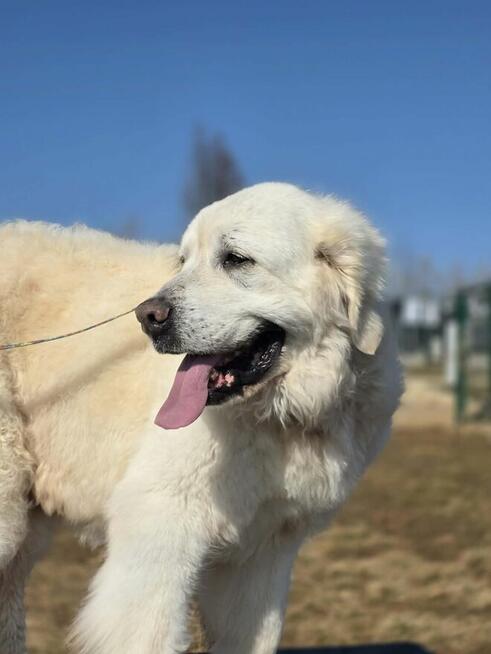 Tatra szuka domku tymczasowego lub stałego!