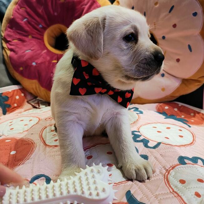 Labrador retriever wspaniałej budowy po ojcu pochodzenia FCI