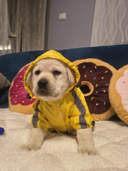 Labrador retriever wspaniałej budowy po ojcu pochodzenia FCI