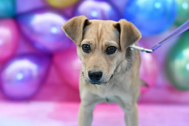Uroczy Biszkopcik szuka kochającego domku!