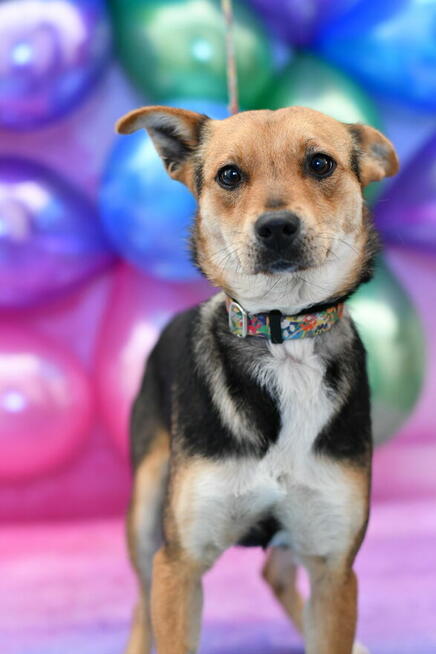 Urocza Dżoja szuka fajnego domku!