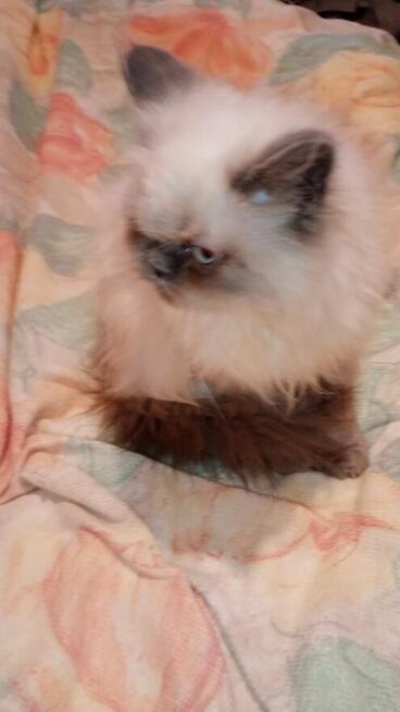 Kotek kocięta persiki.