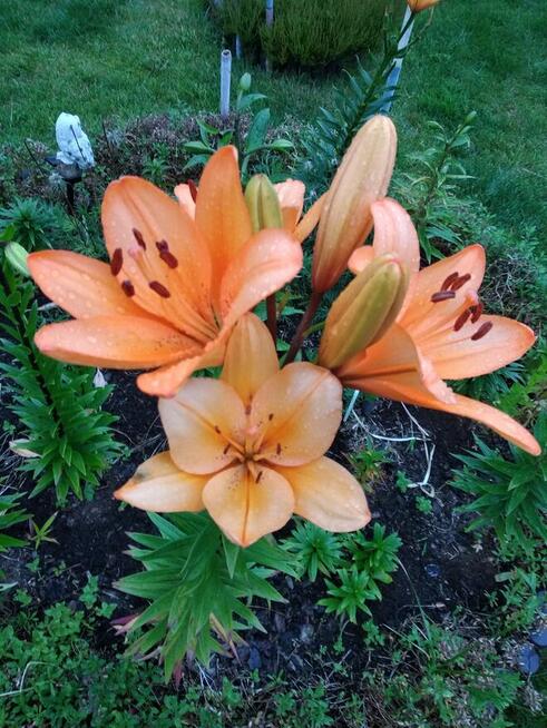 sprzedam działkę ROD