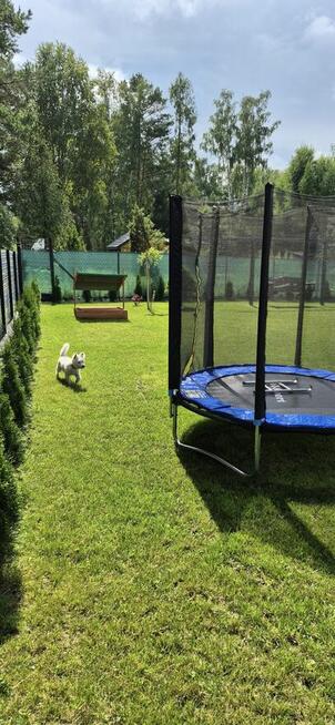 Domek pod Lasem na Bledzewie