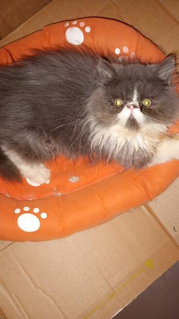 Kotek kocięta persiki.