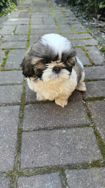 Piesek Shih tzu, tri color