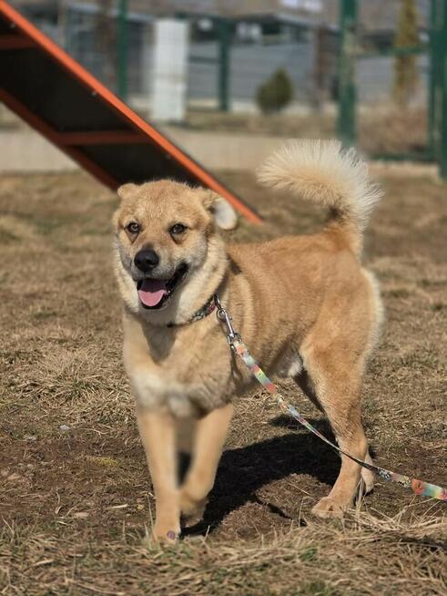Osierocony Kajtuś pilnie szuka domku!