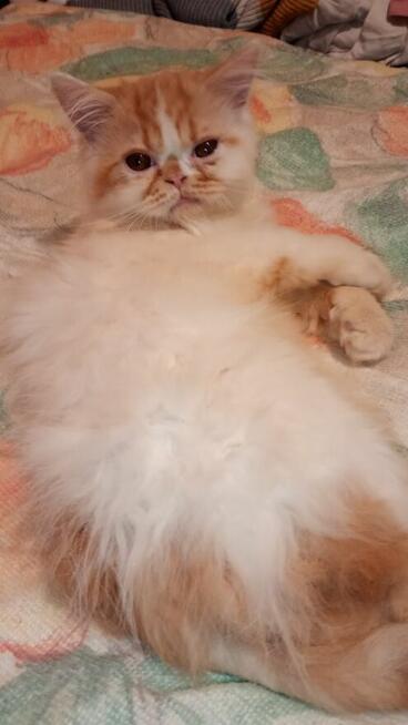 Kotek kocięta persiki.