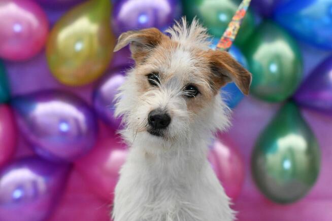 Urocza Tosia szuka rodzinki do pokochania!