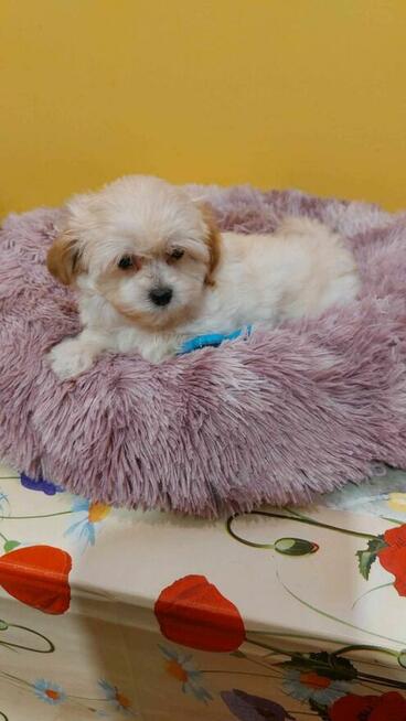 Śliczna Suczka maltipoo