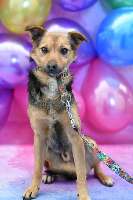 Nieśmiały Kacperek szuka kochającego domku!