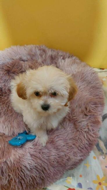 Suczka maltipoo okolice Warszawy gotowe do zmiany domu