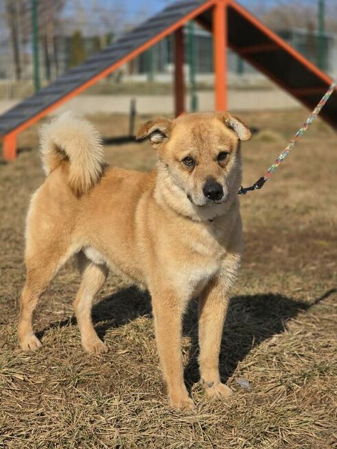 Osierocony Kajtuś pilnie szuka domku!