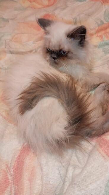 Kotek kocięta persiki.