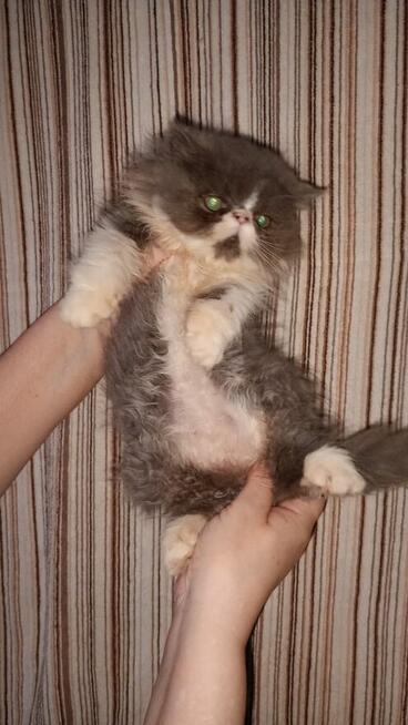 Kotek kocięta persiki.