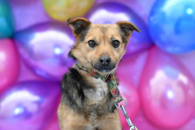 Nieśmiały Kacperek szuka kochającego domku!