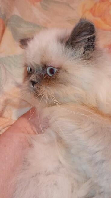 Kotek kocięta persiki.