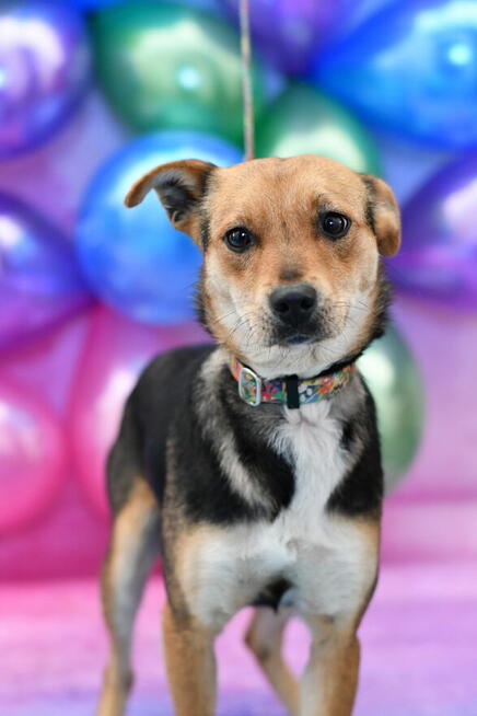 Urocza Dżoja szuka fajnego domku!