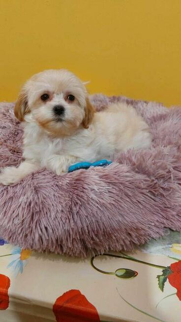 Suczka maltipoo okolice Warszawy gotowe do zmiany domu