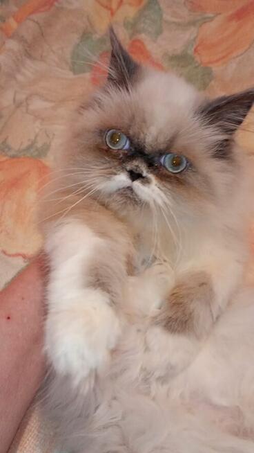 Kotka kocięta persiki.