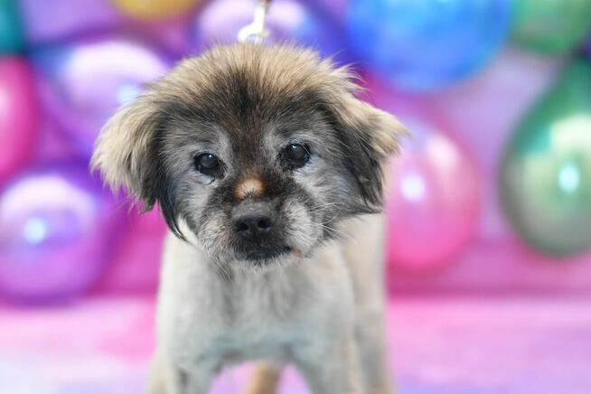 Seniorek Gerald błaga o domek!