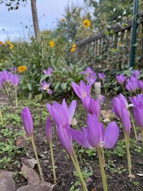 sprzedam działkę ROD