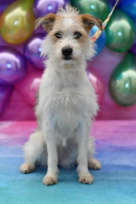 Urocza Tosia szuka rodzinki do pokochania!