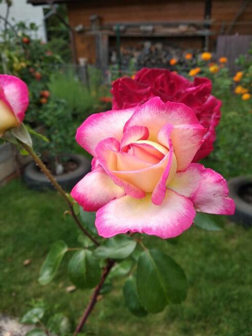 sprzedam działkę ROD