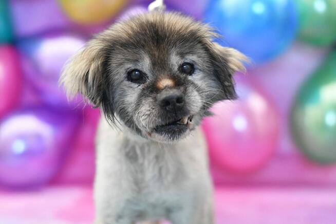 Seniorek Gerald błaga o domek!