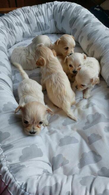 Suczka maltipoo okolice Warszawy gotowe do zmiany domu