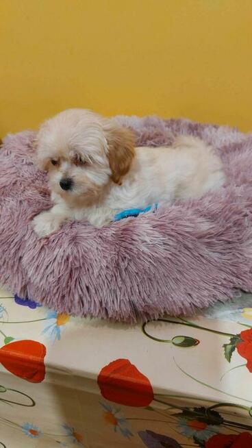 Śliczna Suczka maltipoo