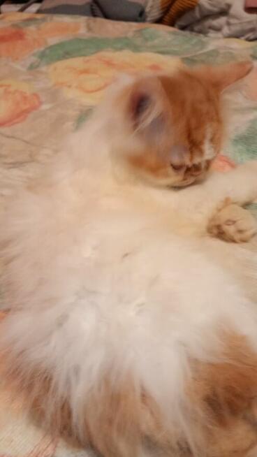 Kotek kocięta persiki.