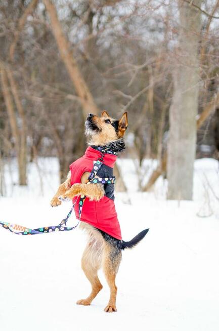 Roxi - młoda, niekonfliktowa, niewielka suczka
