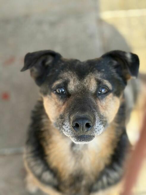 Edek - nieduży psiak o wielkim sercu do pokochania