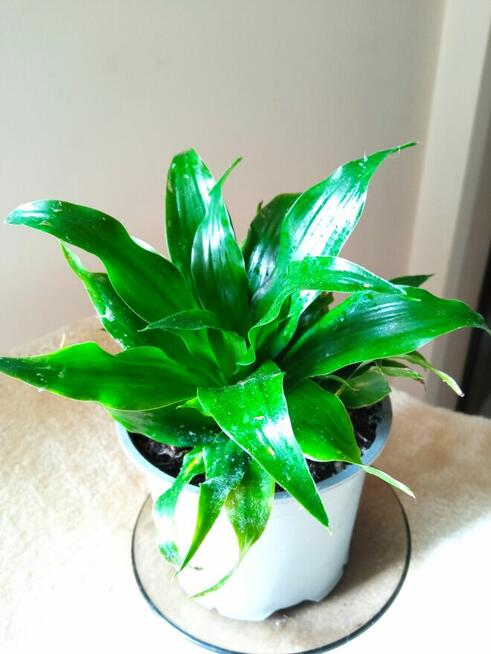 Filodendron, szczawik, monstera i inne