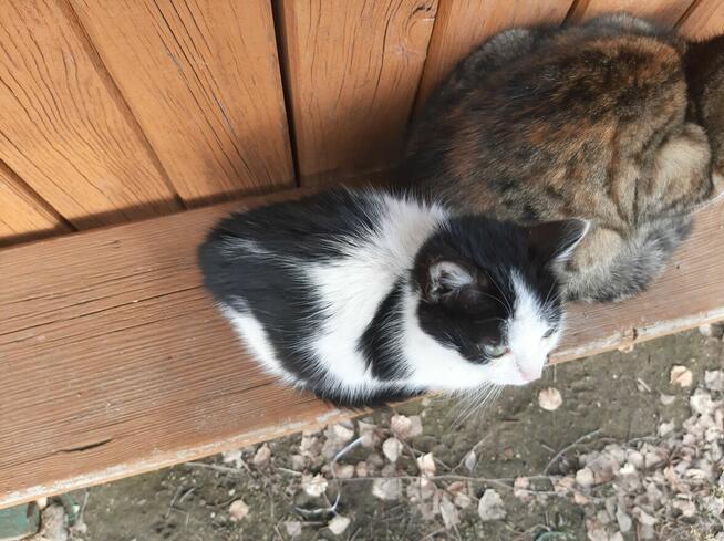 Oddam trzy kocięta w dobre ręce