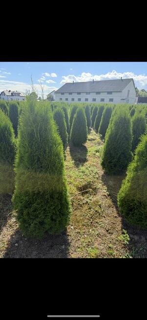 Tuje szmaragd z gruntu