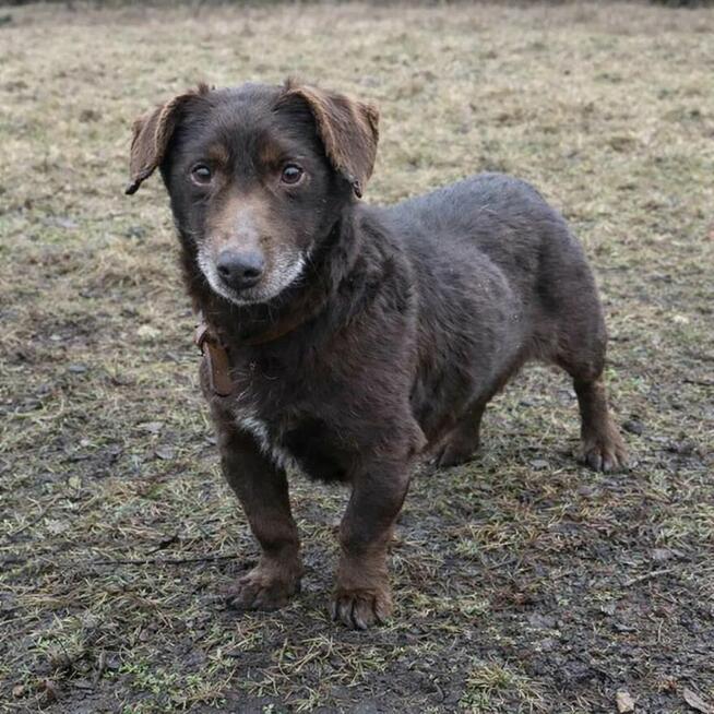 Uroczy niskopodwoziowy psiak Pimpek